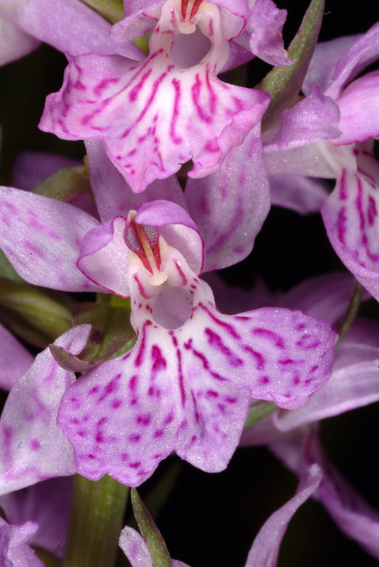 Dactylorhiza maculata